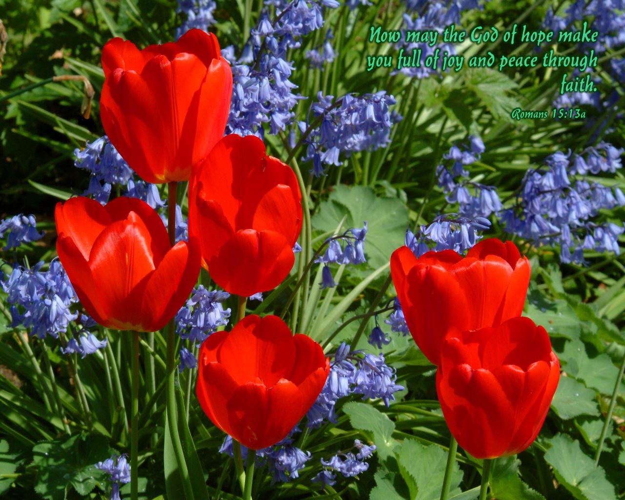 [Edenpics-com_005-043-Red-Mexico-triumph-tulips-from-the-liliaceous-family-lilaceae-Switzerland.jpg]