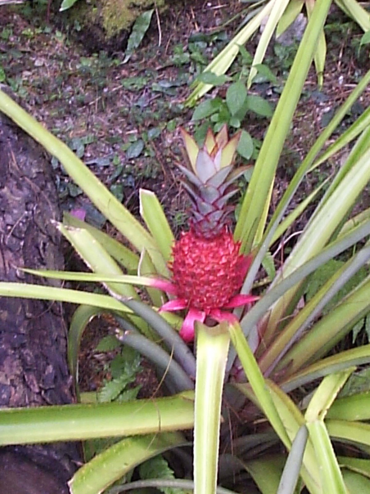 [Red+pineapple.JPG]