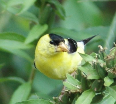 [yellow-bird.jpg]