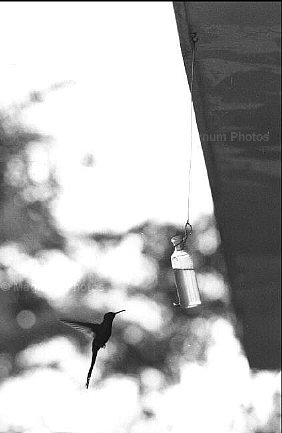 [Rene+Burri-Hummingbird-Brasilia+1960.jpg]