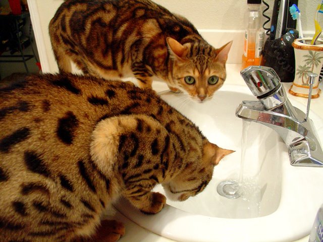 [bengal-cats-love-water.jpg]
