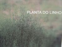 [planta+do+Linho.jpg]