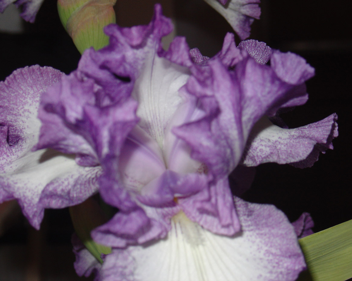 [Purple+Iris,+5.jpg]