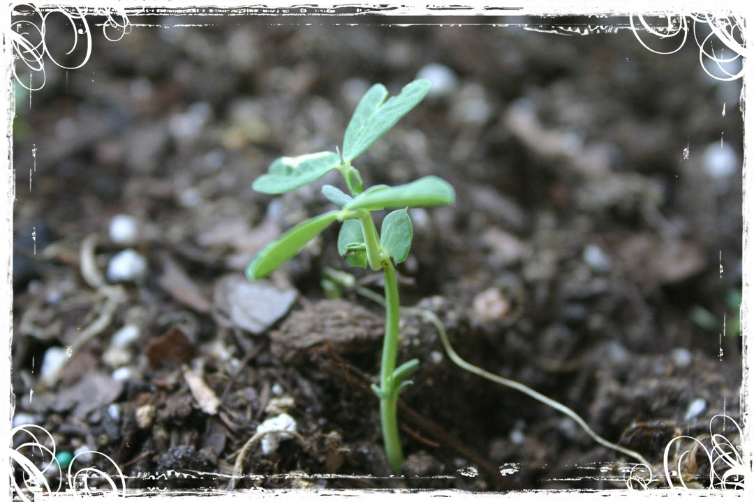 [Little+Wildflower+Sprout.jpg]