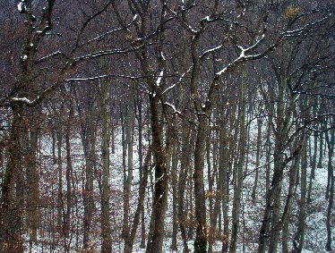 [alberi+con+neve+nel+mio+bosco.jpg]