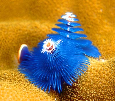 [corals scuba diving andaman sea.jpg]