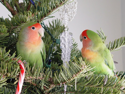 Beautiful lovebirds pictures and wallpapers