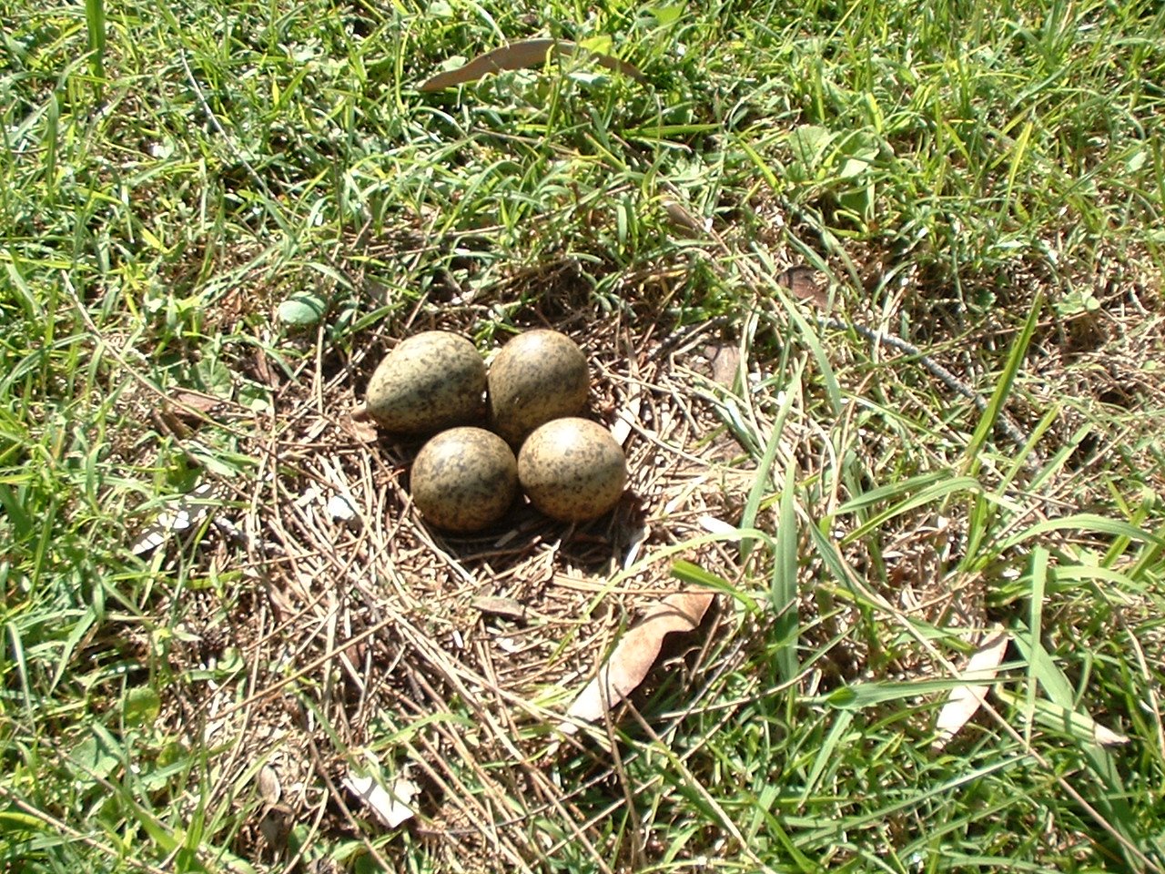 [プラバー卵４個２[2008-07-27].JPG]