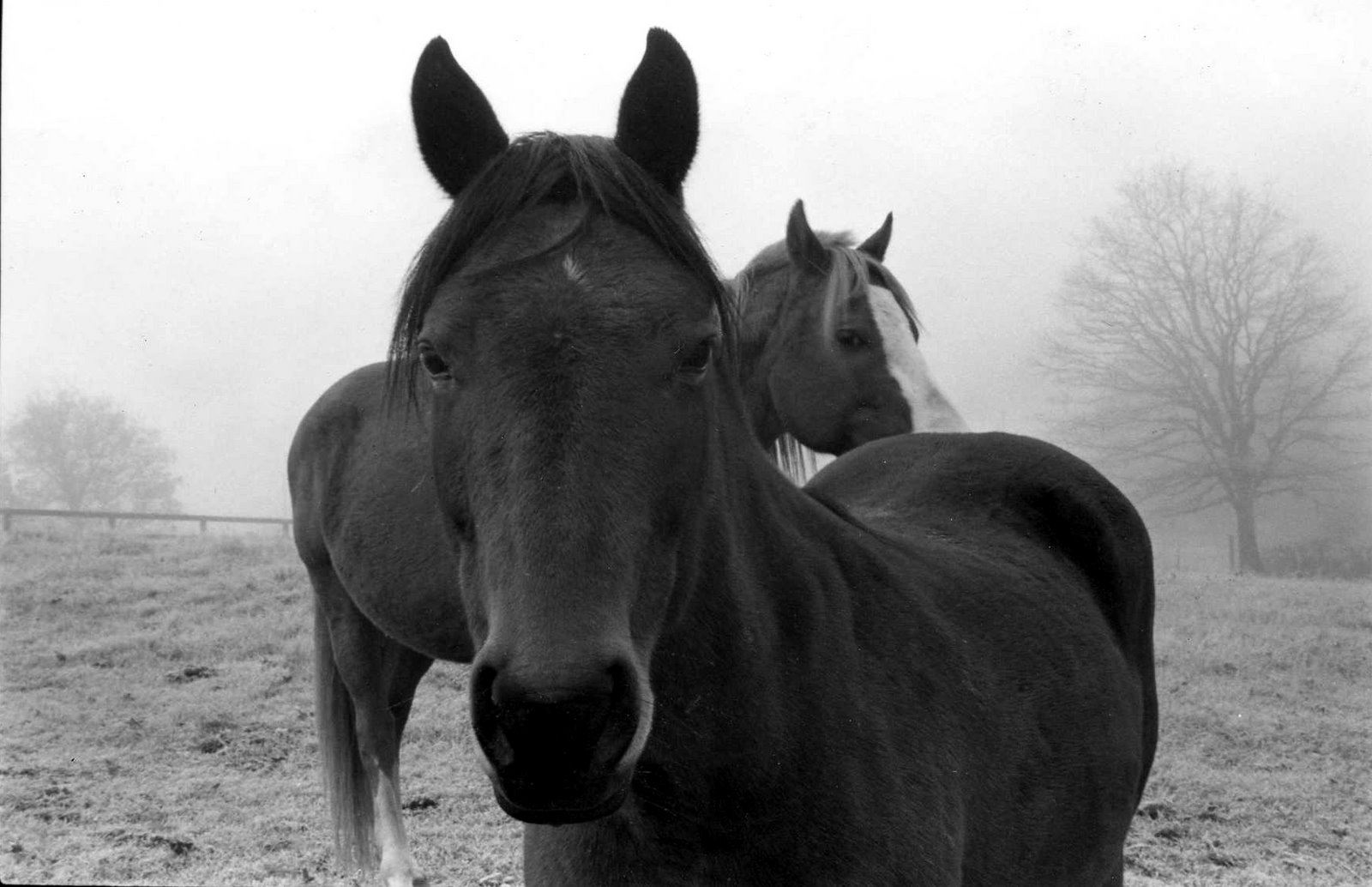 [horses,+1994.jpg]