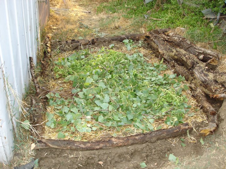 [compost+3+green+leaves.jpg]