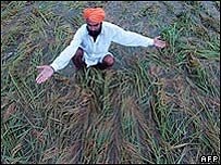 [agricultor+india.jpg]