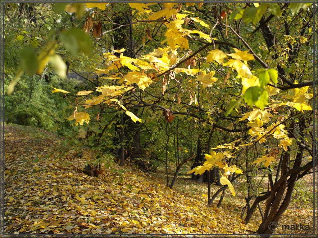 [Autumn+Leaves.jpg]