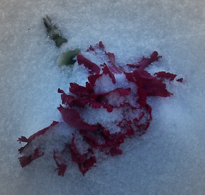 [Rose+In+Snow2.jpg]