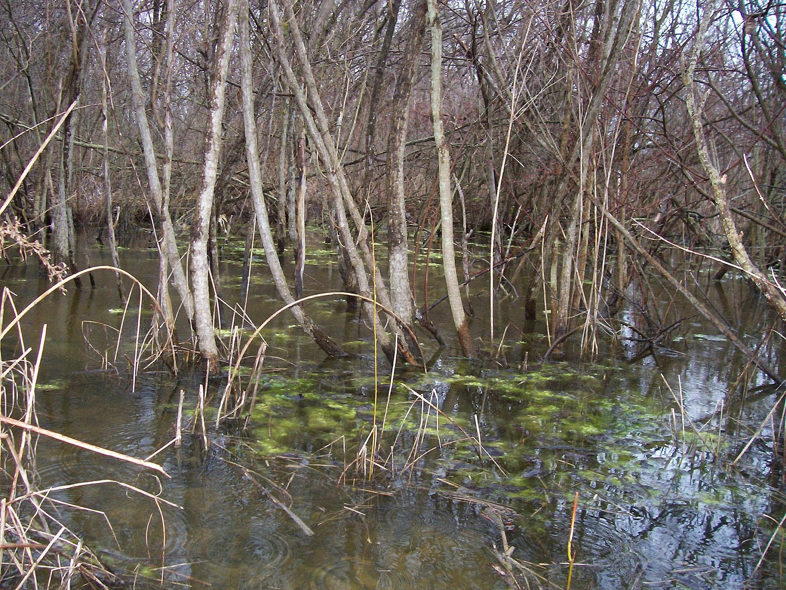 [mossy+swamp.jpg]