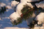 [branch-snow_winter_small.jpg]
