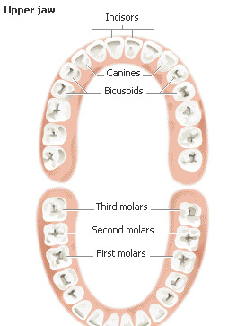 [human-parmenant-teeth-structure+cosmetic+dentistry.jpg]