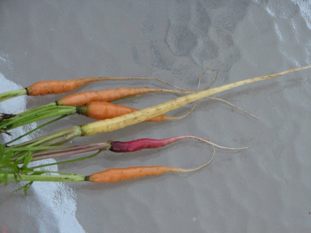 [carrots!+(1).jpg]