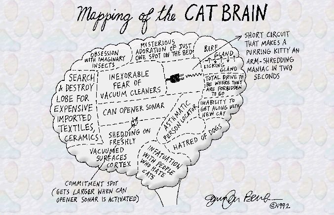 [cat+brain.jpg]