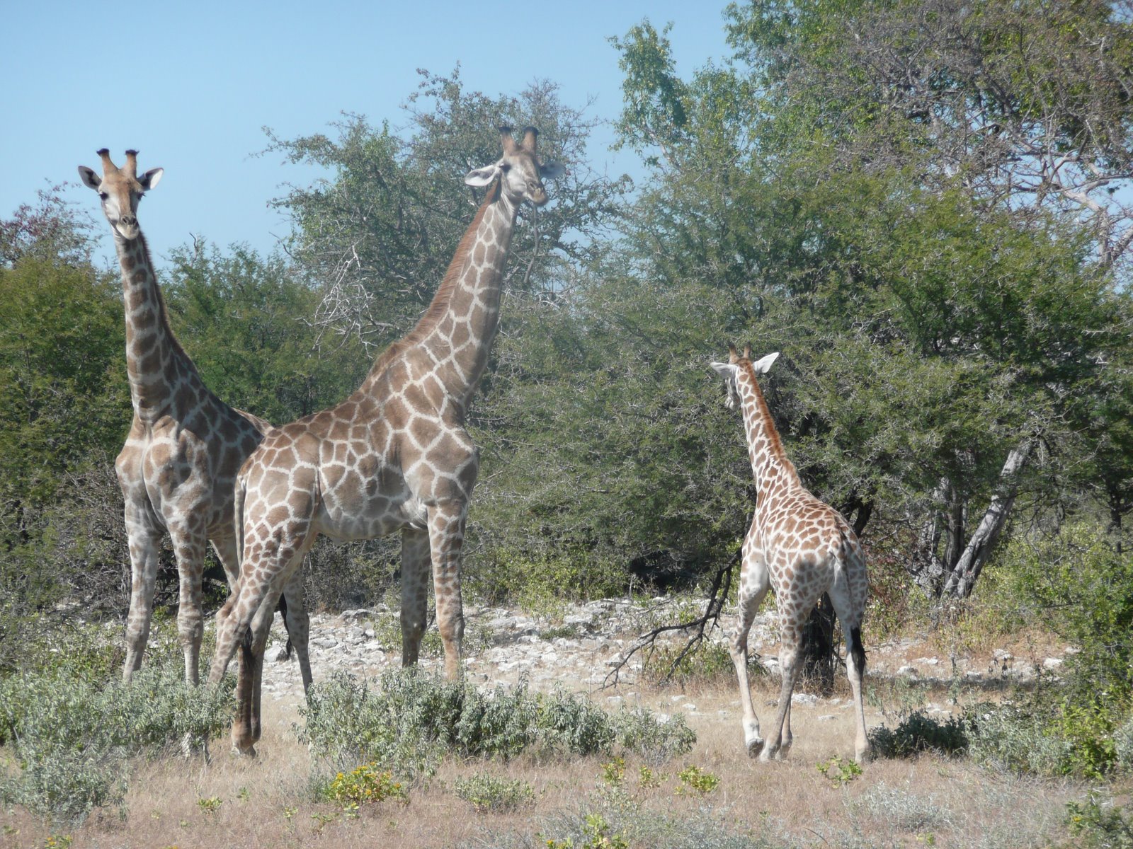 [giraffes.JPG]