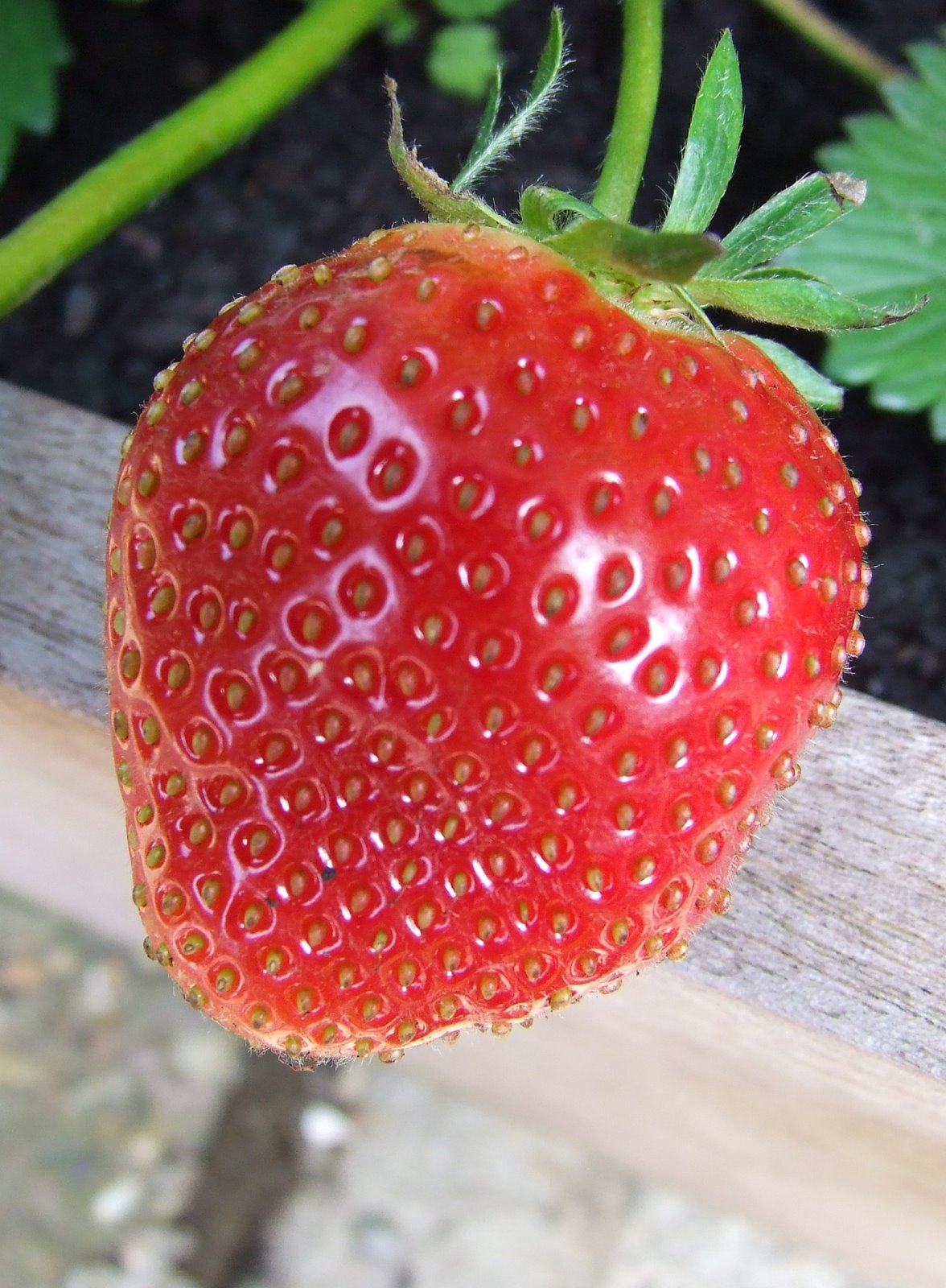[strawberry.jpg]