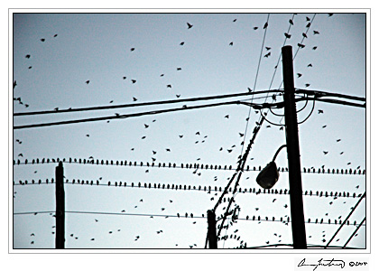 [birds+wire.jpg]