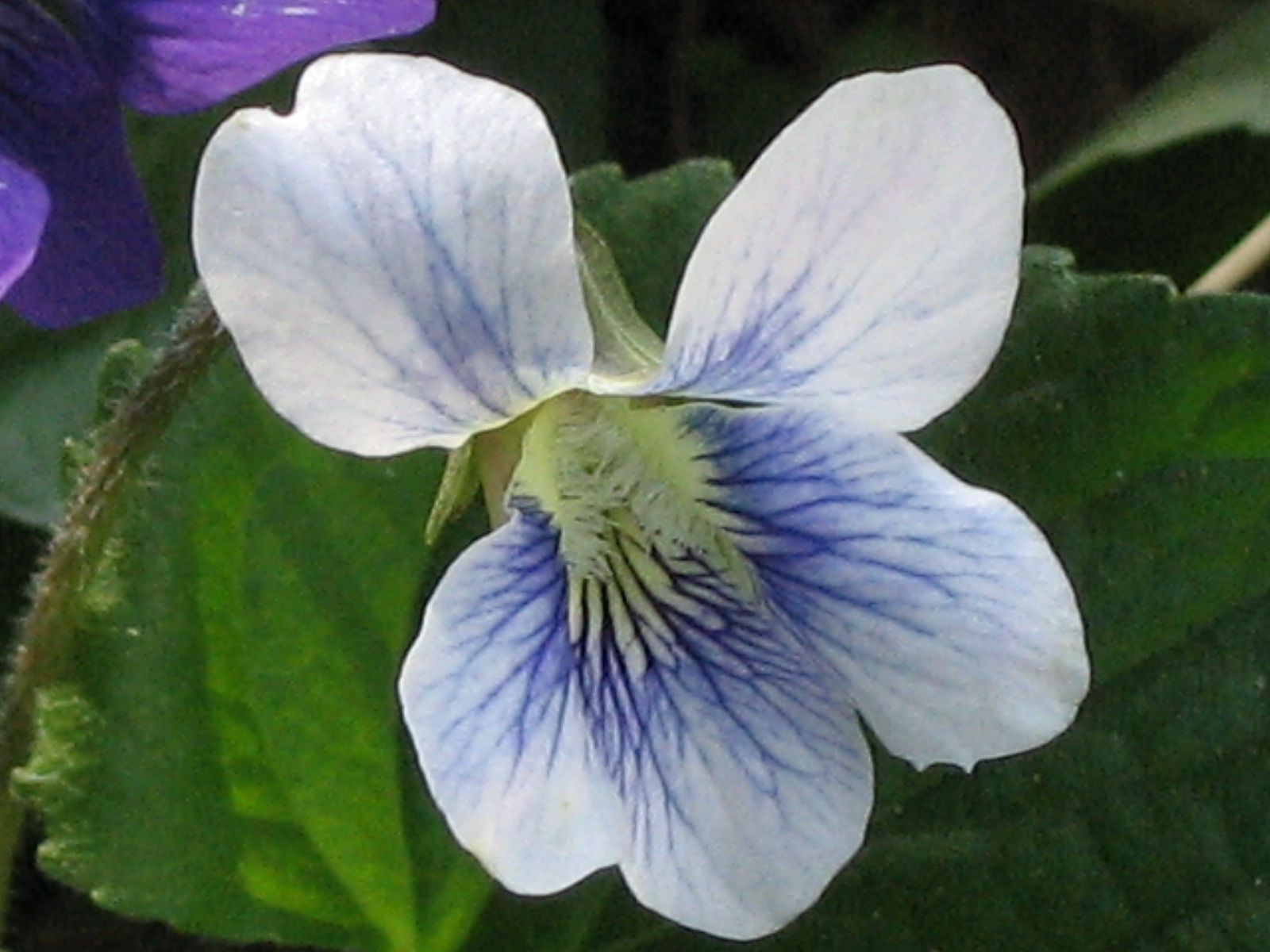 [Violet+flower+closeup.JPG]