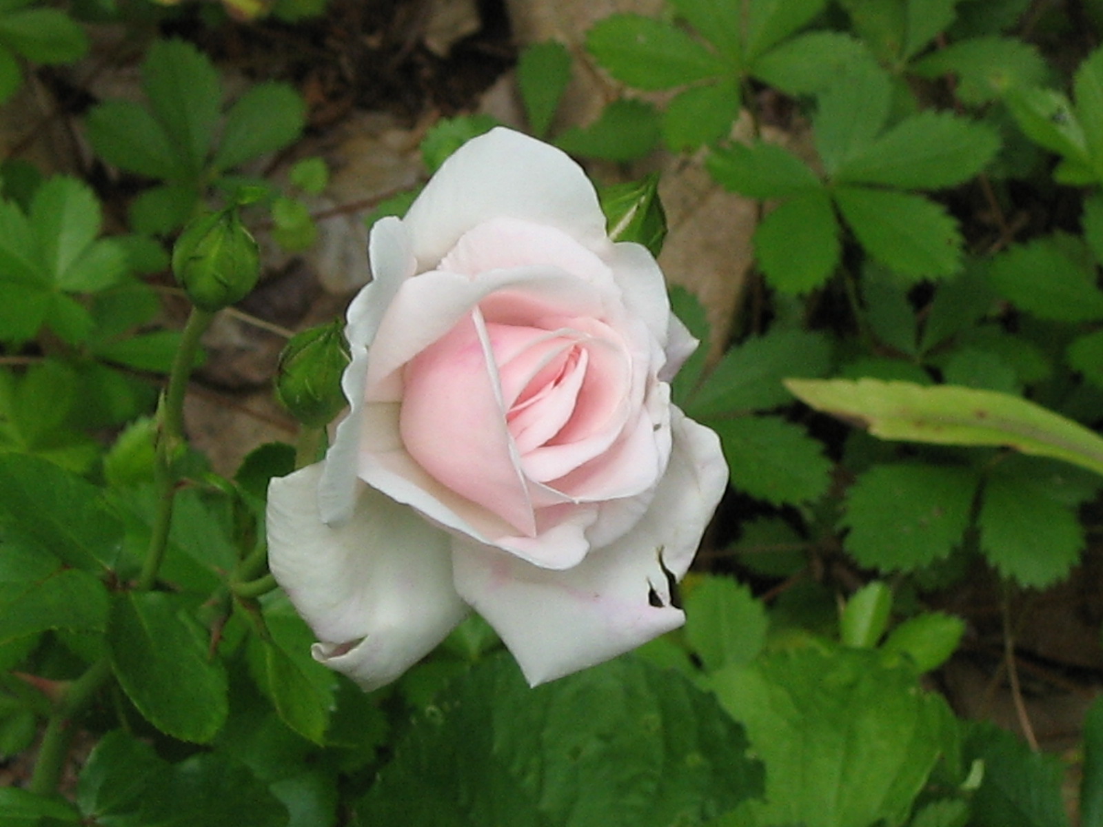 [Single+pink+rose.JPG]