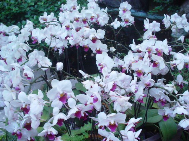 Et les orchidées...