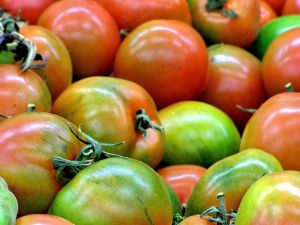 [fresh_tomatoes.jpg]