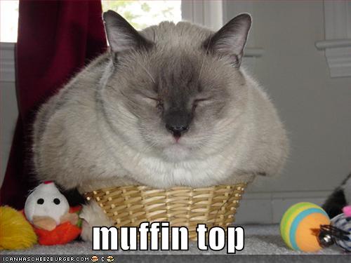 [funny-pictures-fat-cat-in-basket.jpg]