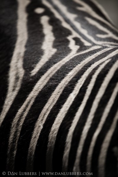 [zebra_stripes.jpg]