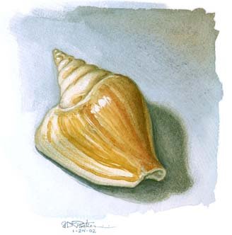 [seashell.bmp]
