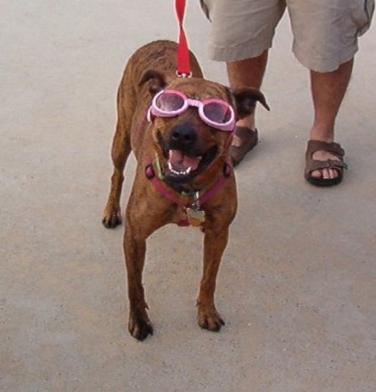 [lily+doggles.jpg]