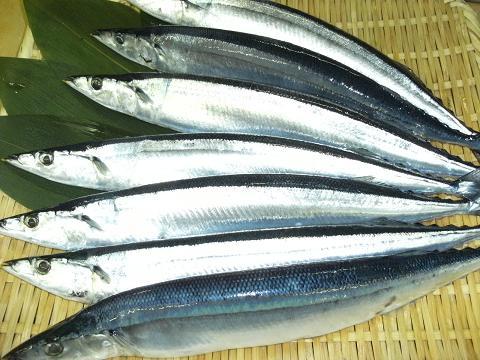 [秋刀魚　2008.7.10.JPG]