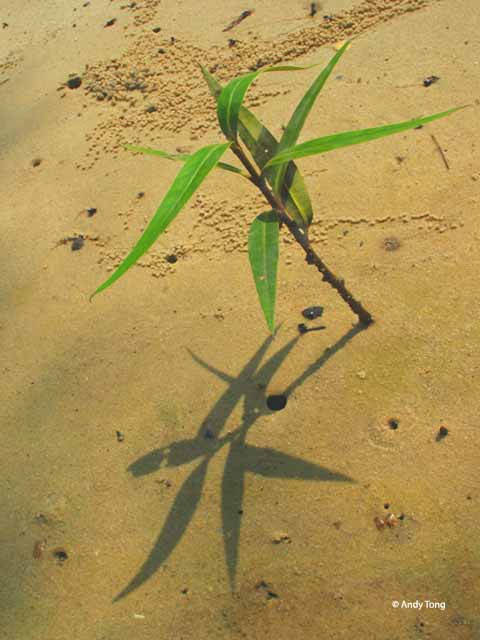 [The+plant+and+its+shadow.jpg]