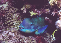 sleeping parrot fish
