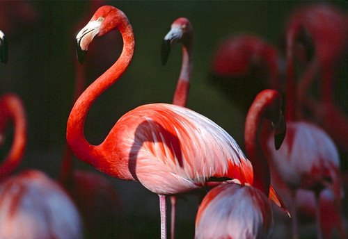 [flamingo.bmp]