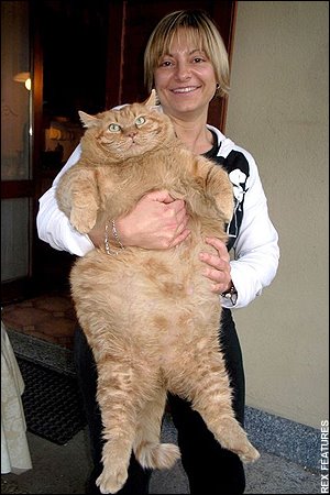 [fat-cat.jpg]