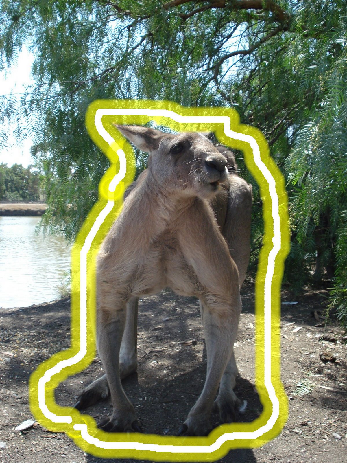 [kangaroo.jpg]