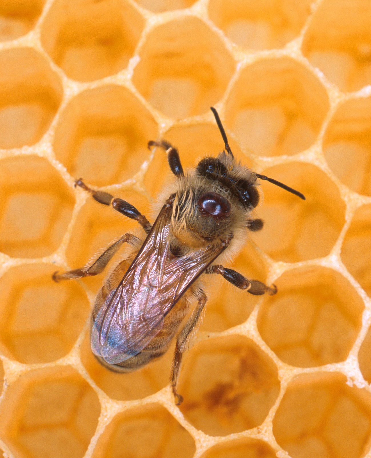 [bee+in+honey+comb.jpg]
