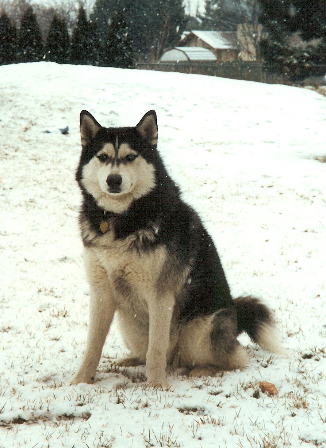 [2002+Kiska+in+snow.jpg]