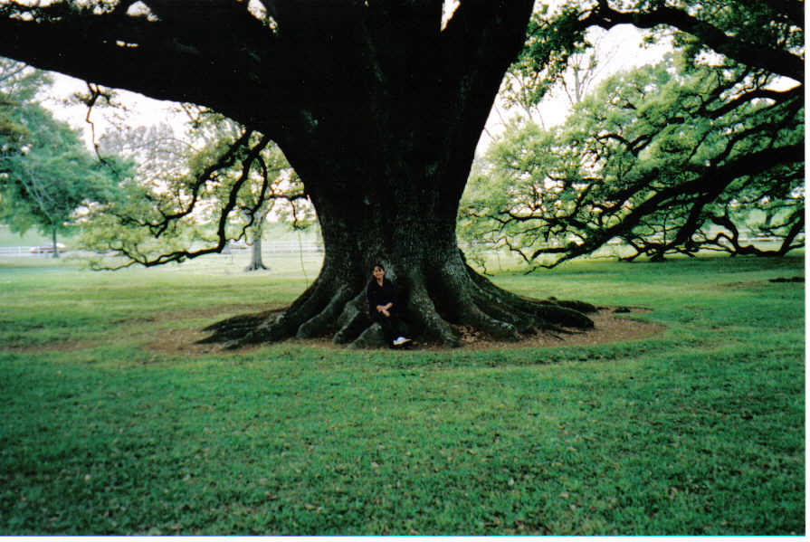 [Oak+tree+as+big+as+it+is+old.jpg]