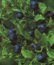 Everything About Bilberry Foods