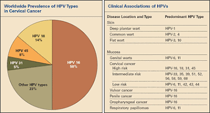 HPV Graphic