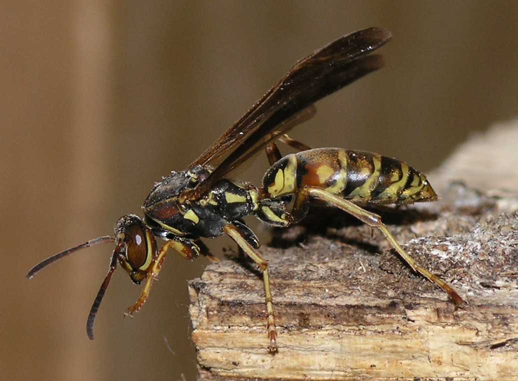 [Northern+Paper+Wasp+(Polistes+fuscatus)+--+Female+-+P2056768.jpg]