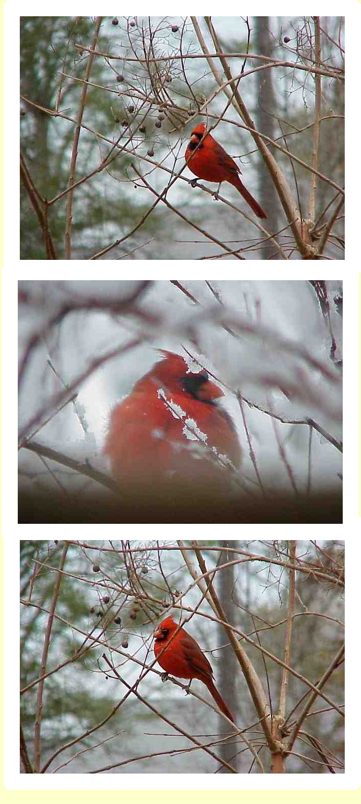 [cardinals.jpg]