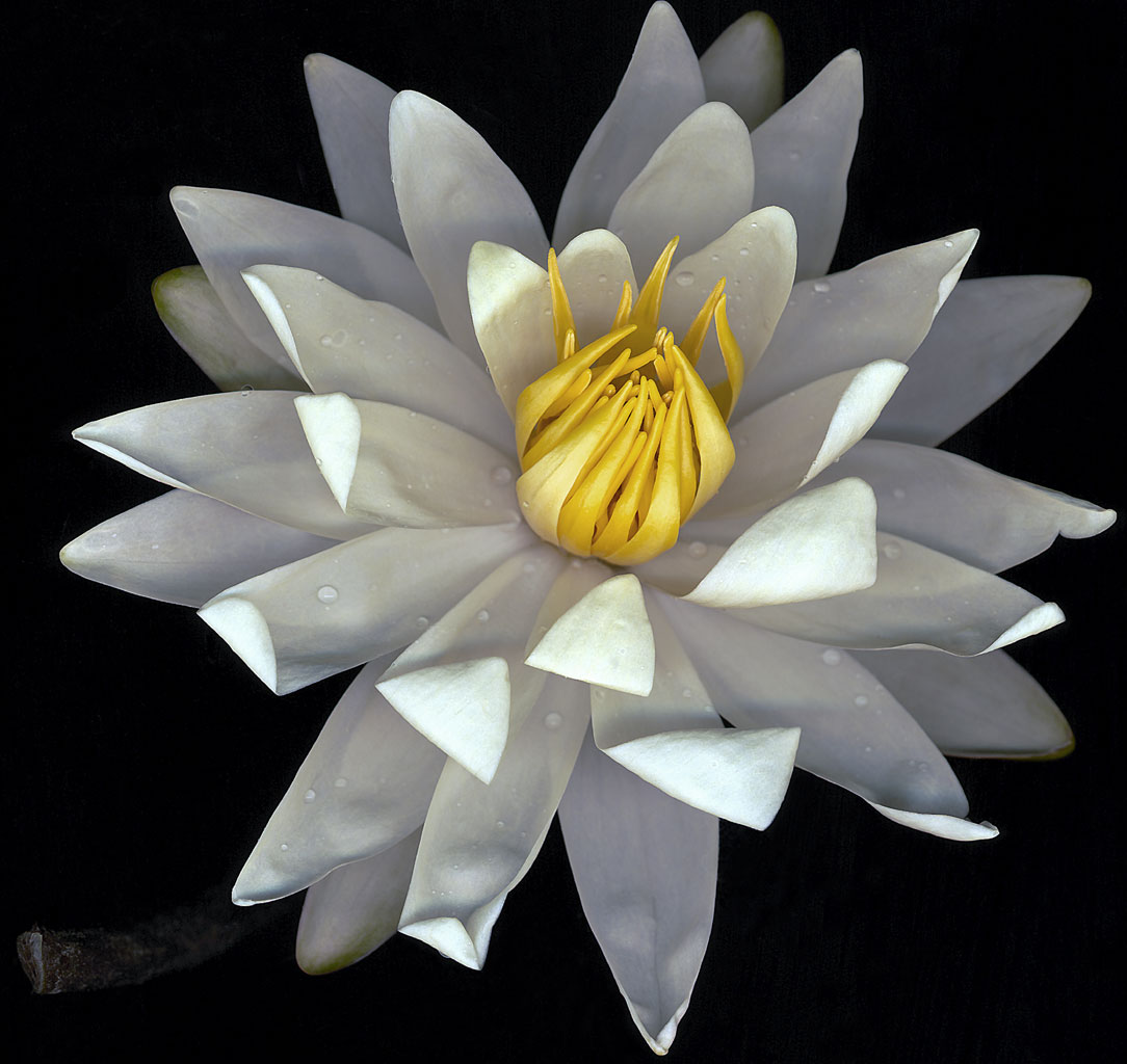 [water_lily.1024.jpg]