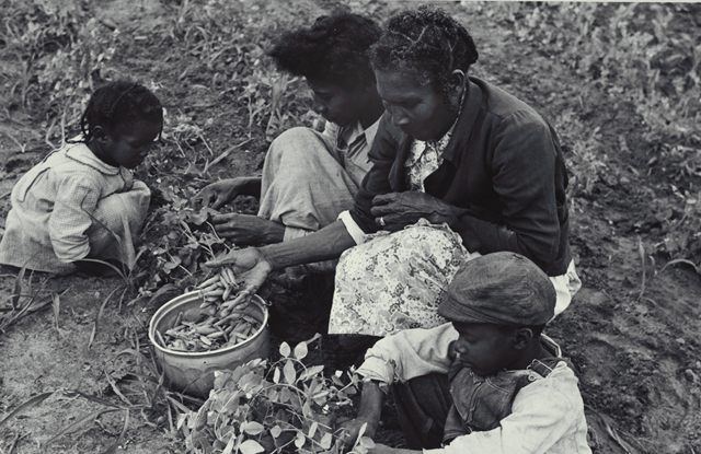 [family+picking+peas+in+their+garden.+Flint+River+Farms,+near+Montezuma,+GA.+May+1939.jpg]