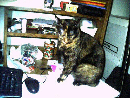 [Dinah+on+my+desk.jpg]