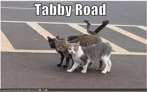 [tabby+road.bmp]